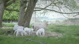 Lambs enjoying Spring