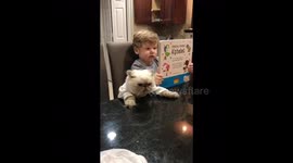 Escape Artist Cat