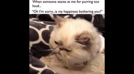 When Your Cat is Purring Too Loud