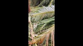 Hurricane Irma, bungalow area, Sol Palmeras, Varadero, Cuba
