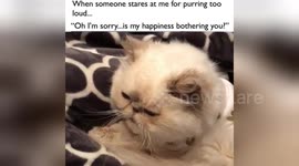 Newsflare Edit - When Your Cat is Purring Too Loud