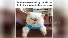 Newsflare Edit - When someone has bad eyebrows