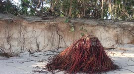 Hurricane Irma erosion of the beach