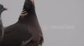 A pigeons mating ritual. Male looks very pleased with himself, female not so much.