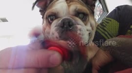 English bulldog goes crazy for fidget spinner
