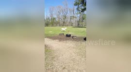 Newsflare Edit - Lily Donkey and Yoda Dog are Having Fun With Their Friends