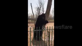 Bear’s reaction after biscuit isn’t tossed to him will melt your heart