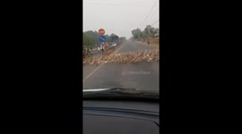Thousands of ducks cross the road