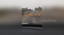 Thousands of ducks block traffic as they cross busy road in Vietnam