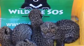 Four leopard cubs are reunited with mother