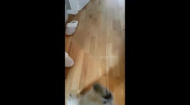 Cat has learned to fetch his teddy