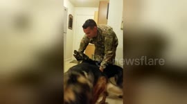 See the heartwarming moment 2 German shepherds welcome US soldier home
