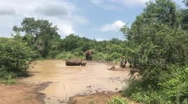 Tourists watch dramatic moment elephant charges rhino