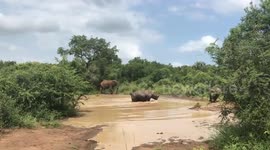 Elephant charges Rhino at mud wallow, long version