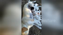Mother dog nurses her eight puppies