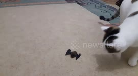 Man films cat jumping and catching bat mid-air in living room