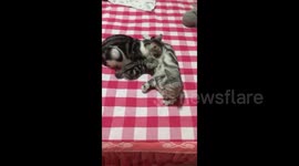 Male cat drinks milk from female cat