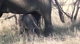 Adorable newborn elephant calf tries to stand for the first time