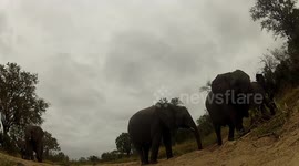 elephant hits GoPro