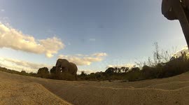 amazing elephant GoPro footage