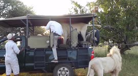 Male lion jumps into open safari truck full of students in South Africa
