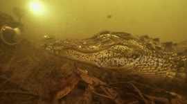 Swimming with alligators: Up close in the Everglades' underwater jungle