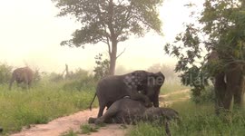 young elephants playing