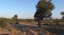 leopard and hyena stand off