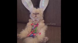 Easter Bunny Cat