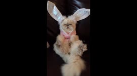 Easter Bunny