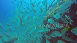 Brazil scuba dive reveals marine life thriving in shipwreck