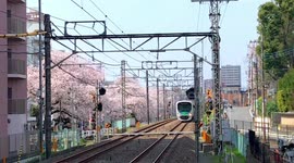 Cherry blossoms in full bloom in Tokyo