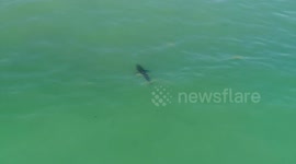 Great white shark in Southern California