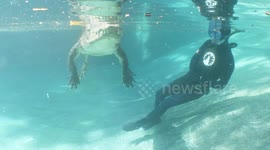 Daredevil diver plunges into alligator-infested waters