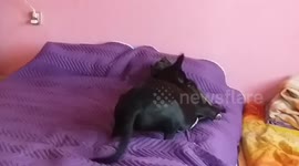 Not your ordinary pitbull, no need to roll up your sleeves