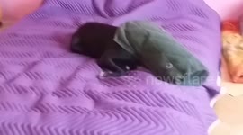 How to train your pitbull not to be scared from the dark