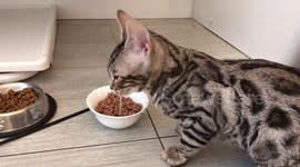 Albus the Bengal Kitten is an Extremely Noisy Eater...