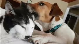 Annoyed cat lets dog know it’s time to stop licking her ear