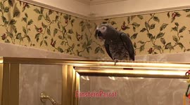 African grey parrot talks about eating food