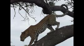 Leopard come down from Marula tree
