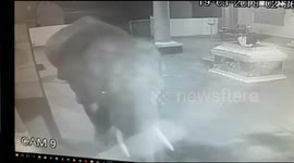 Huge elephant breaks into temple kitchen to snaffle breakfast