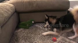 Bird Dog Battles