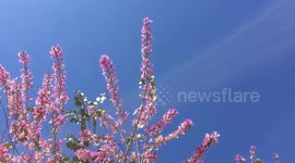 Blossoms in Greece