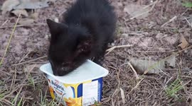 Rescued kitten eating yogurt