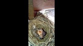 This is a pre prior experience of the beginning of life.