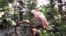 Salmon Crested Cockatoo hams it up while bathing in water dish