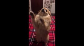 Dancing Pomeranian dog!