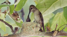 A Black-chinned Hummingbird mom feeding her nestlings.
