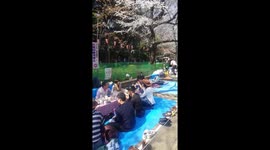 Tokyo parks fill for cherry blossom celebrations
