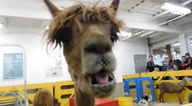 Easter Talking Llama